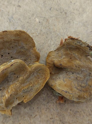 OHŇOVEC OVOCNÝ (Phellinus pomaceus) FOTO: Marta Knauerová, 25.–26. 10. 2025