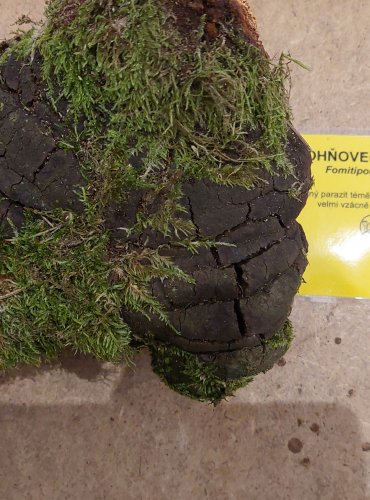 OHŇOVEC STATNÝ (Phellinus robustus) FOTO: Marta Knauerová, 25.–26. 10. 2025