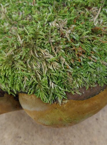 OHŇOVEC STATNÝ (Phellinus robustus) FOTO: Marta Knauerová, 25.–26. 10. 2025