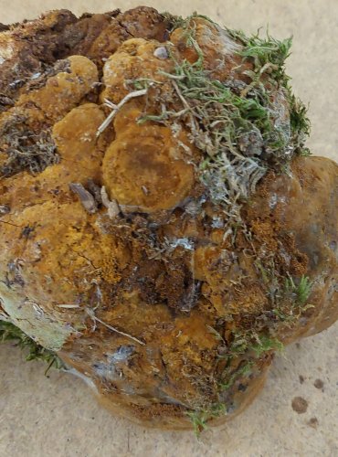 OHŇOVEC STATNÝ (Phellinus robustus) FOTO: Marta Knauerová, 25.–26. 10. 2025