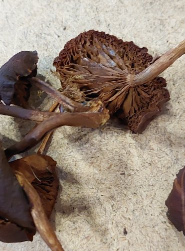 OPEŇKA MĚNLIVÁ (Kuehneromyces mutabilis) FOTO: Marta Knauerová, 25.–26. 10. 2025

