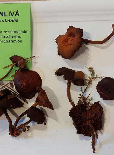 OPEŇKA MĚNLIVÁ (Kuehneromyces mutabilis) FOTO: Marta Knauerová, 25.–26. 10. 2025

