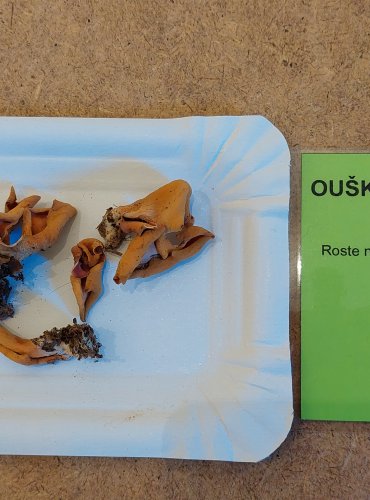 OUŠKO KORNOUTOVITÉ (Otidea onotica) FOTO: Marta Knauerová, 25.–26. 10. 2025