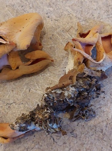 OUŠKO KORNOUTOVITÉ (Otidea onotica) FOTO: Marta Knauerová, 25.–26. 10. 2025