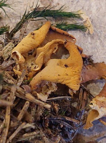 OUŠKO ZAJEČÍ (Otidea leporina) FOTO: Marta Knauerová, 25.–26. 10. 2025