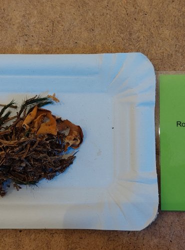 OUŠKO ZAJEČÍ (Otidea leporina) FOTO: Marta Knauerová, 25.–26. 10. 2025