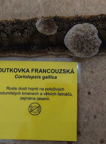 OUTKOVKA FRANCOUZSKÁ (Trametes gallica) FOTO: Marta Knauerová, 25.–26. 10. 2025

