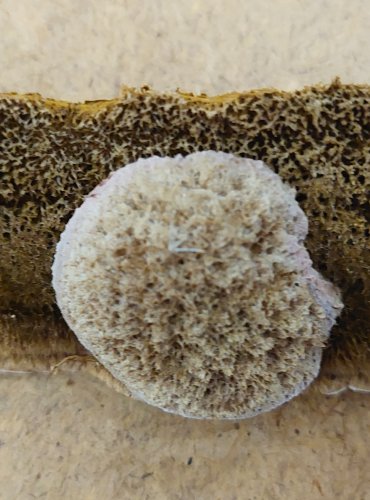 OUTKOVKA FRANCOUZSKÁ (Trametes gallica) FOTO: Marta Knauerová, 25.–26. 10. 2025

