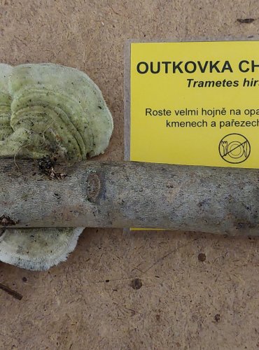OUTKOVKA CHLUPATÁ (Trametes hirsuta) FOTO: Marta Knauerová, 25.–26. 10. 2025