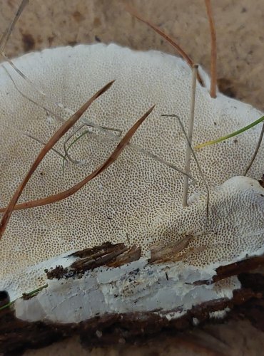 OUTKOVKA CHLUPATÁ (Trametes hirsuta) FOTO: Marta Knauerová, 25.–26. 10. 2025