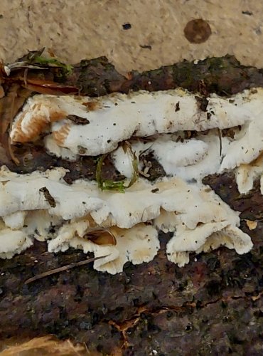 OUTKOVKA LISTNÁČOVÁ (Antrodia renehenticii) FOTO: Marta Knauerová, 25.–26. 10. 2025