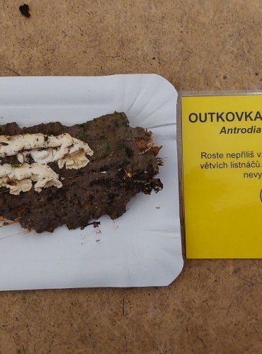 OUTKOVKA LISTNÁČOVÁ (Antrodia renehenticii) FOTO: Marta Knauerová, 25.–26. 10. 2025