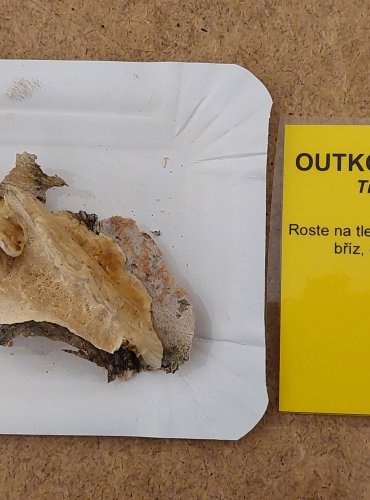 OUTKOVKA PÁSOVANÁ (Trametes ochracea) FOTO: Marta Knauerová, 25.–26. 10. 2025