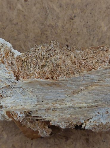 OUTKOVKA PÁSOVANÁ (Trametes ochracea) FOTO: Marta Knauerová, 25.–26. 10. 2025