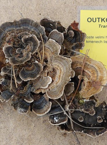 OUTKOVKA PESTRÁ (Trametes versicolor) FOTO: Marta Knauerová, 25.–26. 10. 2025