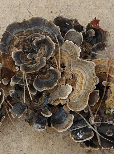 OUTKOVKA PESTRÁ (Trametes versicolor) FOTO: Marta Knauerová, 25.–26. 10. 2025