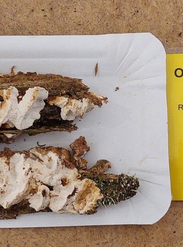 OUTKOVKA ŘADOVÁ (Antrodia serialis) FOTO: Marta Knauerová, 25.–26. 10. 2025