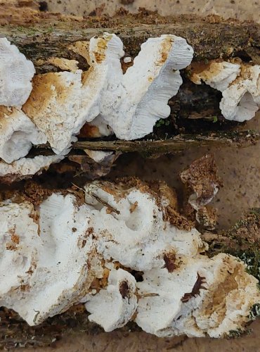 OUTKOVKA ŘADOVÁ (Antrodia serialis) FOTO: Marta Knauerová, 25.–26. 10. 2025