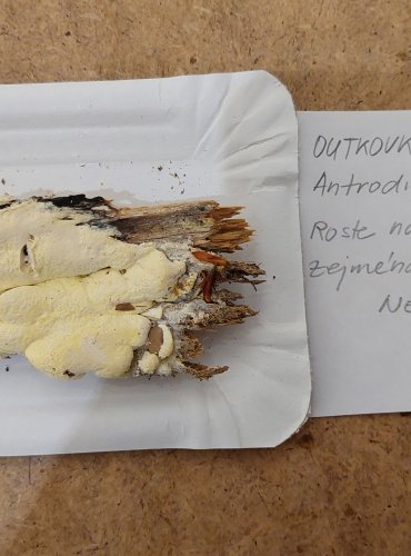 OUTKOVKA ŽLUŤOUČKÁ (Antrodia xantha) FOTO: Marta Knauerová, 25.–26. 10. 2025