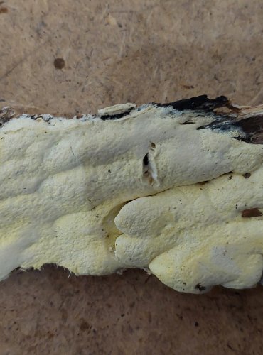 OUTKOVKA ŽLUŤOUČKÁ (Antrodia xantha) FOTO: Marta Knauerová, 25.–26. 10. 2025