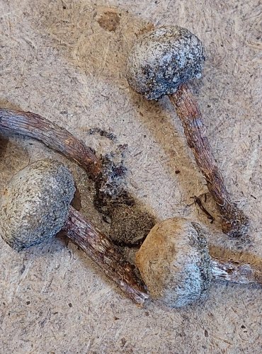 PALEČKA BRVITÁ (Tulostoma fimbriatum) FOTO: Marta Knauerová, 25.–26. 10. 2025