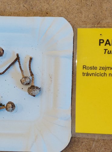 PALEČKA ZIMNÍ (Tulostoma brumale) FOTO: Marta Knauerová, 25.–26. 10. 2025