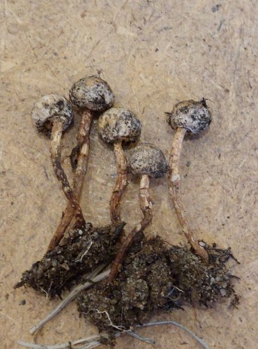 PALEČKA ZIMNÍ (Tulostoma brumale) FOTO: Marta Knauerová, 25.–26. 10. 2025