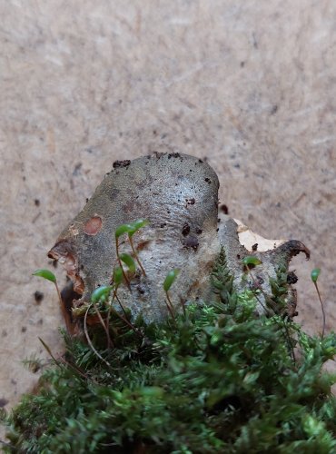 PAŘEZNÍK POZDNÍ (Sarcomyxa serotina) FOTO: Marta Knauerová, 25.–26. 10. 2025

