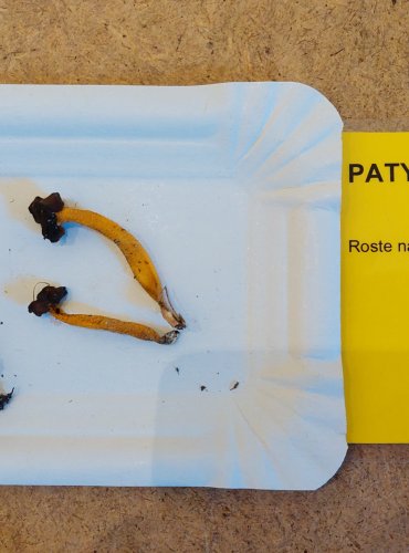 PATYČKA ROSOLOVITÁ (Leotia lubrica) FOTO: Marta Knauerová, 25.–26. 10. 2025