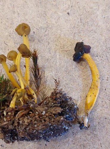 PATYČKA ROSOLOVITÁ (Leotia lubrica) FOTO: Marta Knauerová, 25.–26. 10. 2025