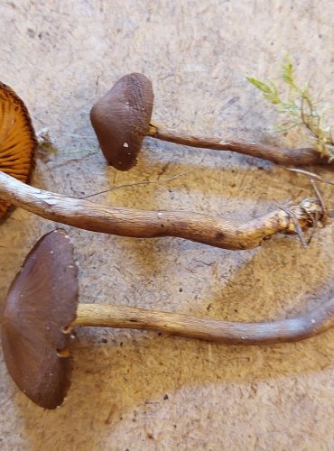 PAVUČINEC BATAILLEUV (Cortinarius bataillei) FOTO: Marta Knauerová, 25.–26. 10. 2025