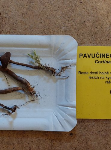 PAVUČINEC BATAILLEUV (Cortinarius bataillei) FOTO: Marta Knauerová, 25.–26. 10. 2025