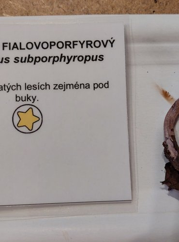 PAVUČINEC FIALOVOPORFYROVÝ (Cortinarius subporphyropus) zapsán v Červeném seznamu hub (makromycetů) České republiky v kategorii DD – vzácný druh, o němž jsou nedostatečné údaje z hlediska jeho ohrožení, FOTO: Marta Knauerová, 25.–26. 10. 2025

