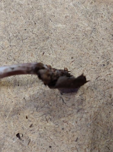 PAVUČINEC FIALOVOPORFYROVÝ (Cortinarius subporphyropus) zapsán v Červeném seznamu hub (makromycetů) České republiky v kategorii DD – vzácný druh, o němž jsou nedostatečné údaje z hlediska jeho ohrožení, FOTO: Marta Knauerová, 25.–26. 10. 2025

