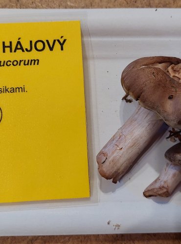 PAVUČINEC HÁJOVÝ (Cortinarius lucorum) FOTO: Marta Knauerová, 25.–26. 10. 2025