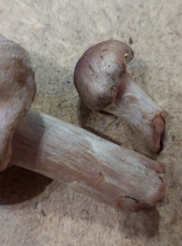 PAVUČINEC HÁJOVÝ (Cortinarius lucorum) FOTO: Marta Knauerová, 25.–26. 10. 2025