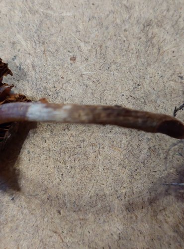 PAVUČINEC KOLOUŠÍ (Cortinarius hinnuleus) FOTO: Marta Knauerová, 25.–26. 10. 2025