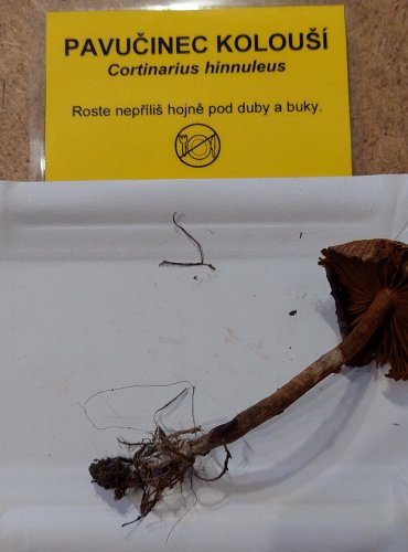 PAVUČINEC KOLOUŠÍ (Cortinarius hinnuleus) FOTO: Marta Knauerová, 25.–26. 10. 2025