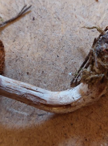 PAVUČINEC KŘEMENCOVÝ (Cortinarius quarciticus) FOTO: Marta Knauerová, 25.–26. 10. 2025

