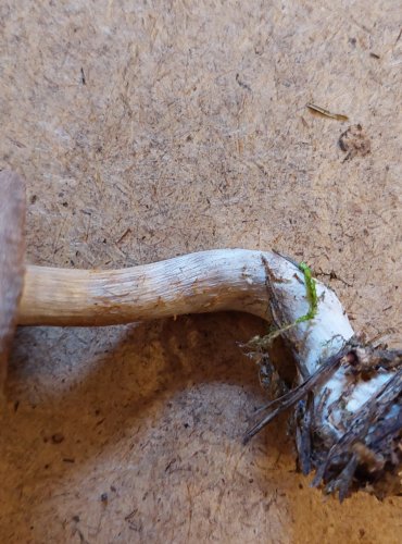 PAVUČINEC KŘEMENCOVÝ (Cortinarius quarciticus) FOTO: Marta Knauerová, 25.–26. 10. 2025

