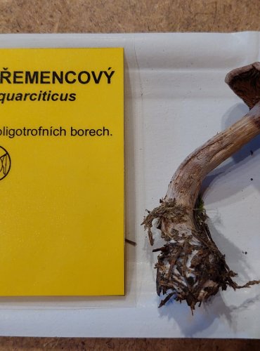 PAVUČINEC KŘEMENCOVÝ (Cortinarius quarciticus) FOTO: Marta Knauerová, 25.–26. 10. 2025

