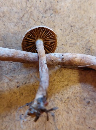 PAVUČINEC PLSTNATÝ (Cortinarius hemitrichus) FOTO: Marta Knauerová, 25.–26. 10. 2025