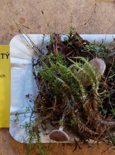 PAVUČINEC PLSTNATÝ (Cortinarius hemitrichus) FOTO: Marta Knauerová, 25.–26. 10. 2025