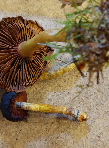 PAVUČINEC POLOKRVAVÝ (Cortinarius semisanguineus) FOTO: Marta Knauerová, 25.–26. 10. 2025