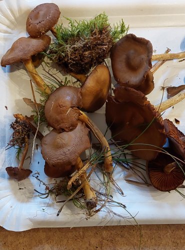 PAVUČINEC POLOKRVAVÝ (Cortinarius semisanguineus) FOTO: Marta Knauerová, 25.–26. 10. 2025