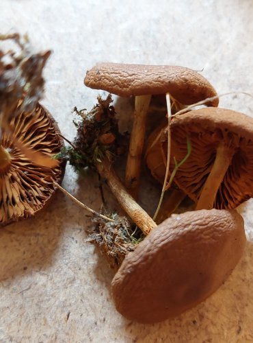 PAVUČINEC SKOŘICOVÝ (Cortinarius cinnamomeus) FOTO: Marta Knauerová, 25.–26. 10. 2025