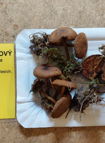 PAVUČINEC SKOŘICOVÝ (Cortinarius cinnamomeus) FOTO: Marta Knauerová, 25.–26. 10. 2025