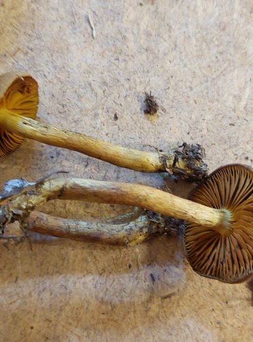 PAVUČINEC ŠAFRÁNOVÝ (Cortinarius croceus) FOTO: Marta Knauerová, 25.–26. 10. 2025