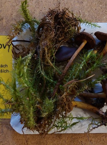 PAVUČINEC ŠAFRÁNOVÝ (Cortinarius croceus) FOTO: Marta Knauerová, 25.–26. 10. 2025