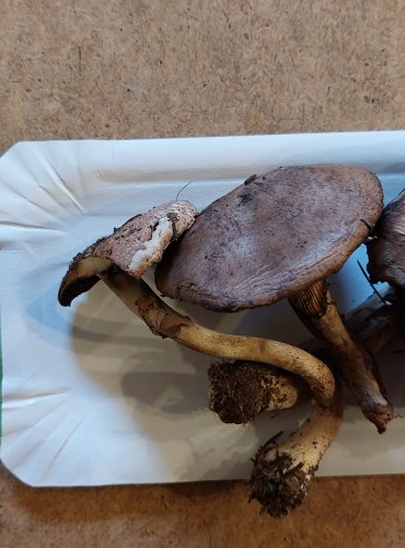 PEČÁRKA LESNÍ (Agaricus sylvaticus) FOTO: Marta Knauerová, 25.–26. 10. 2025